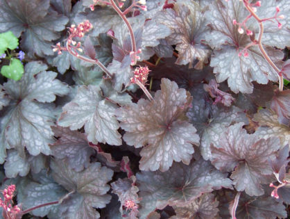 Coral Bells 'Raspberry Ice'